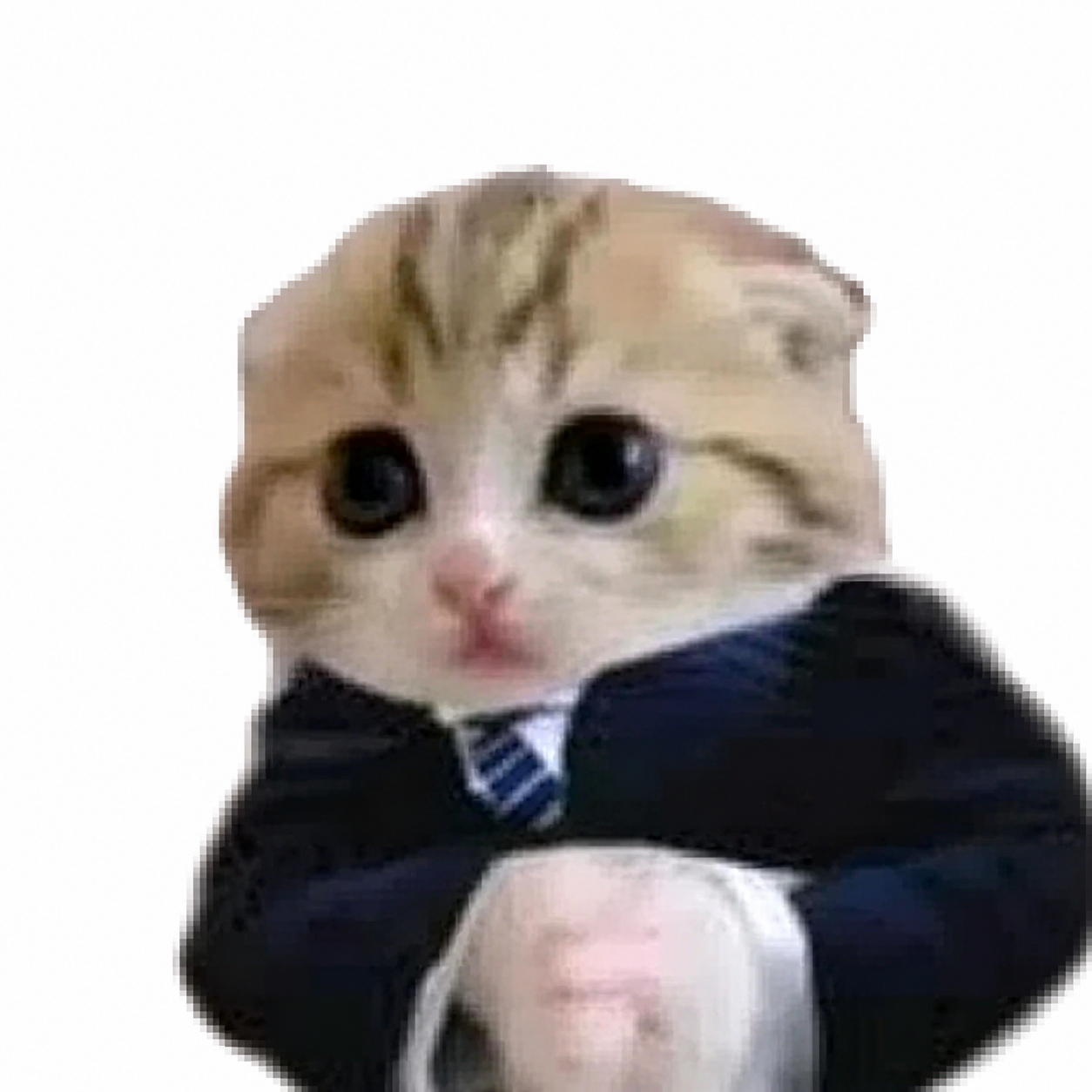 $bob the cat in a suit